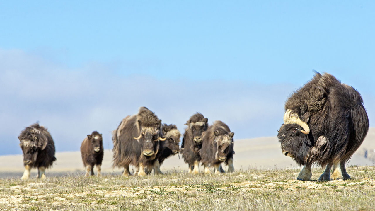 Herd of muskoxen on Somerset Island, Nunavut