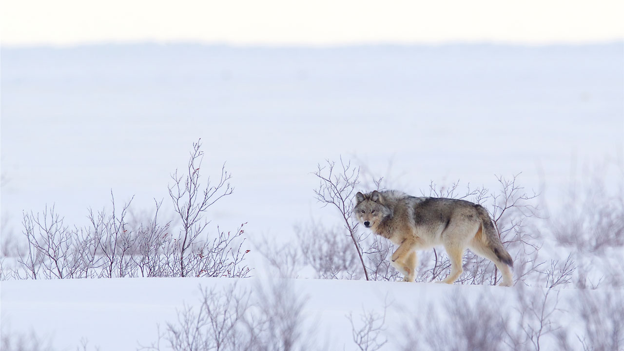 Wolf at Churchill Wild, Manitoba