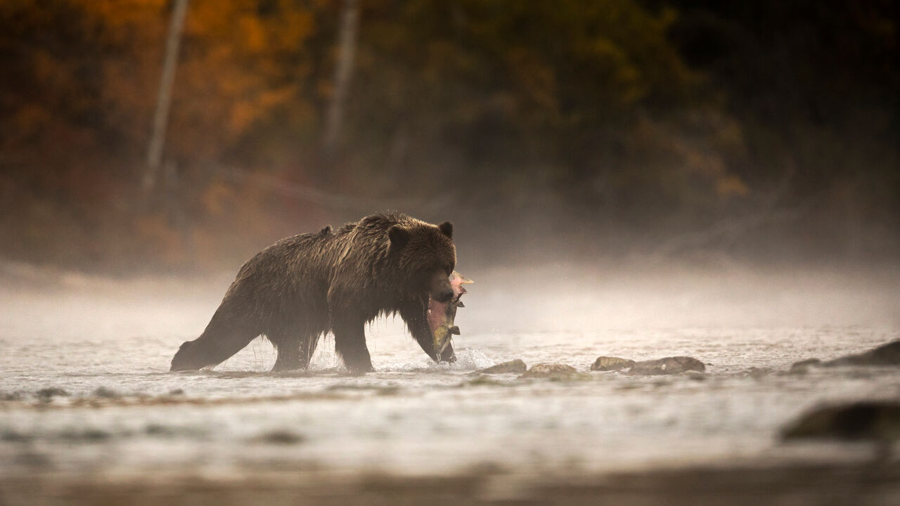 Grizzly bear catching a salmon in BC