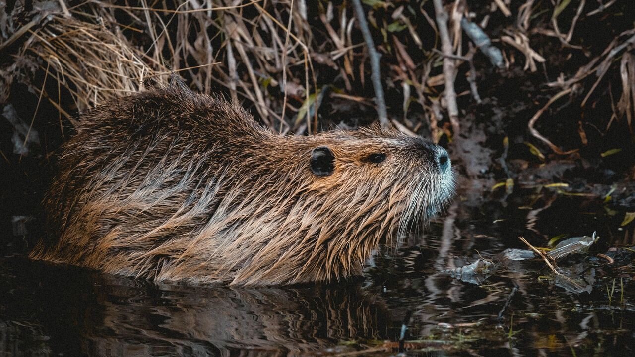 close-up of a beaver