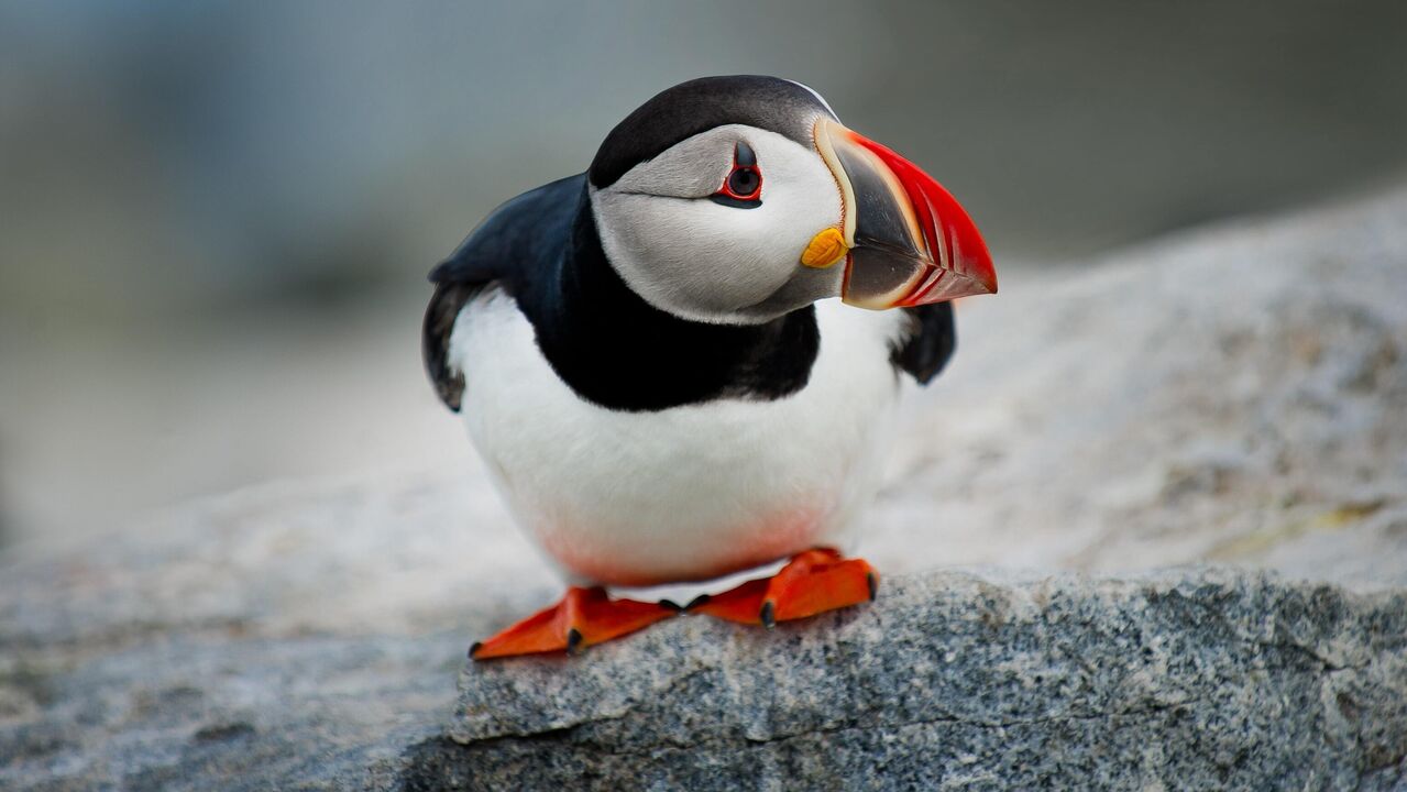 Close-up of a puffin