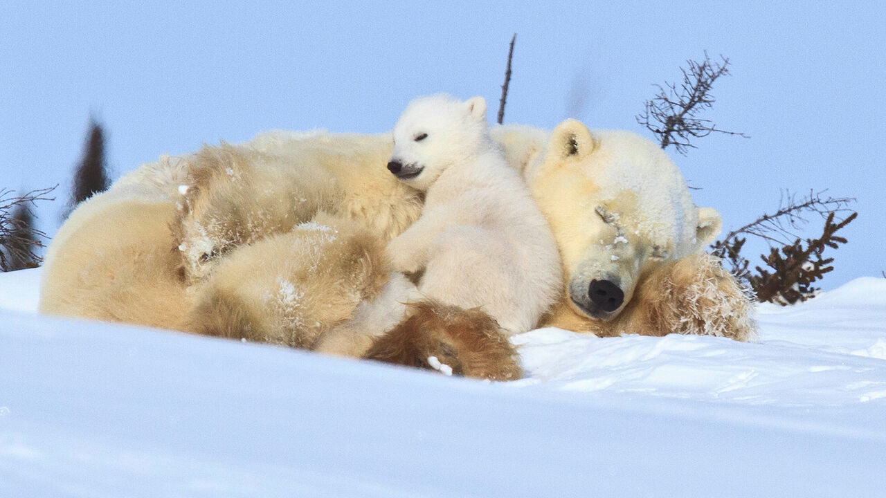 Polar bear mother and cubs in Churchill, Manitoba