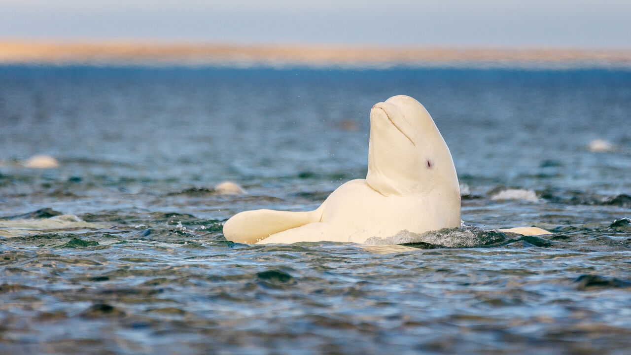 Beluga whale, Somerset Island, Canadian High Arctic.