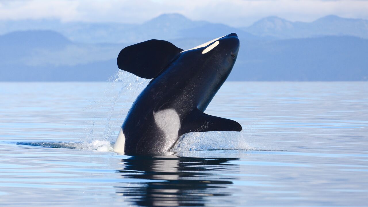 Killer Whale off the coast of British Columbia