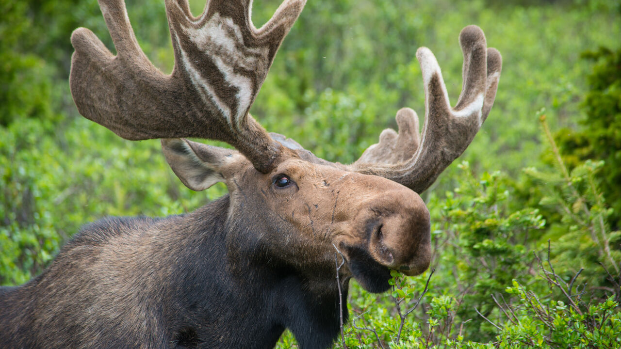 Moose in the woods