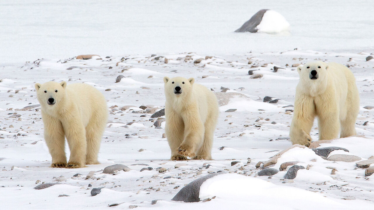 Polar Bear and Cubs in Churchill, MB.