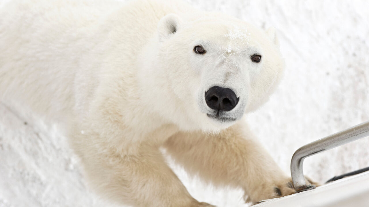 Polar bear on Tundra Buggy in Churchill, Manitoba