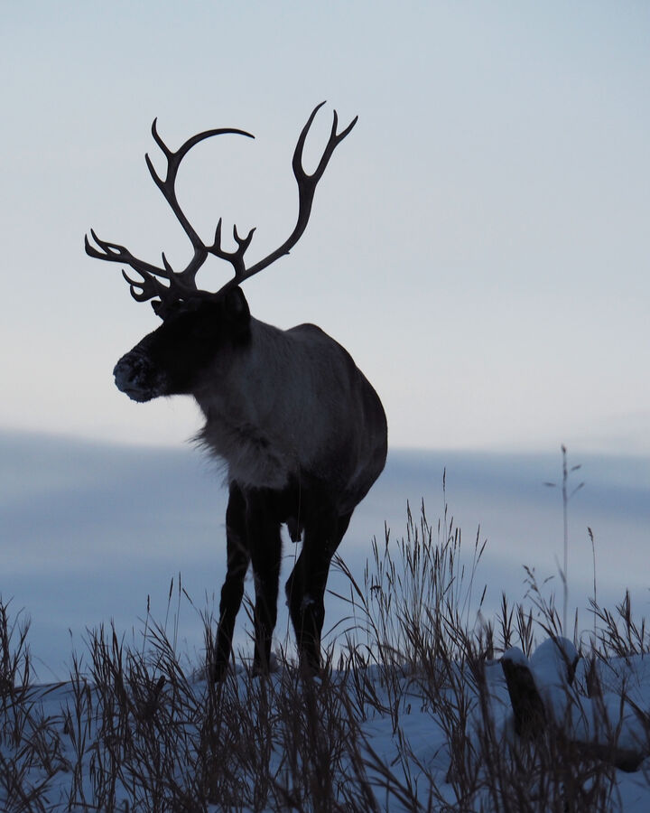 Wildlife in the Yukon